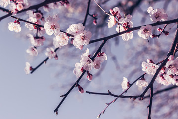 Blooming cherry branch in the spring garden at the wedding ceremony