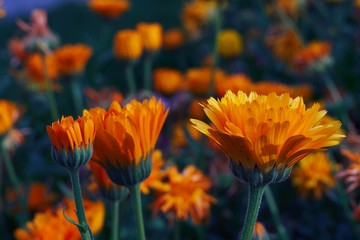 Calendula officinalis or Pot Marigold in the garden