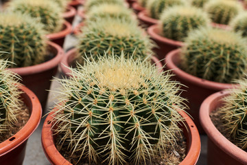 Collection of cactus plants in pots. Small ornamental plant. Selective focus, top-view shot. Cactus plant pattern. Natural background. Green texture background.