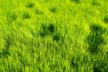Meadow green rice agriculture landscape use for wallpaper and backdrop.