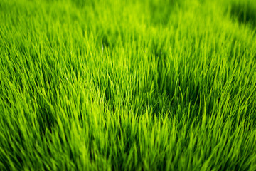 Fresh healthy green bio background with abstract blurred grass and bright summer sunlight and copyspace for your text or advertisment.