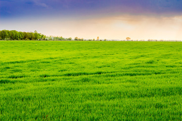 Obraz premium Spacious field with bright green grass during the sunset_