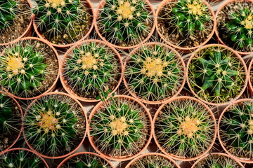 Collection of cactus plants in pots. Small ornamental plant. Selective focus, top-view shot. Cactus plant pattern. Natural background. Green texture background.