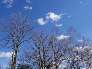 北海道春の白樺と空