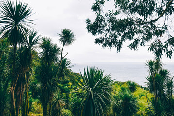 Obraz na płótnie Canvas Beautiful scenic view from botanical garden of sea bay on Black sea coast. The lush green vegetation and ship in the distance. Batumi, Adjara Georgia Caucasus.