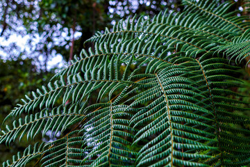 Tropical leaves background. Large foliage nature dark green background.
