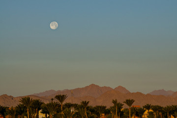Fototapeta premium Vollmond über dem Sinai Gebirge mit Palmen im Vordergrund