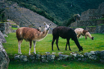 lLamas on the background of lost Machu Picchu city ruins in Peru with green hills and stone walls with soft focus.