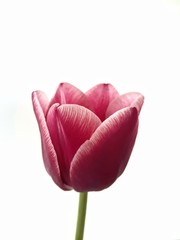 Violet tulip on isolated background