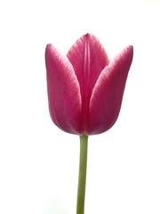 Violet tulip on isolated background