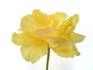  Tulip yellow fringed