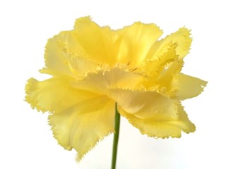 Yellow fringed tulip on a white background