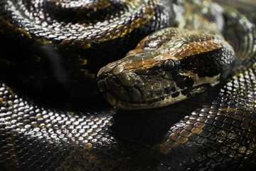 Obraz premium Python portrait close up