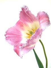 Pink fringed tulip on isolated background