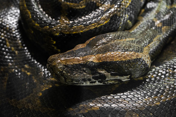 Python portrait close up