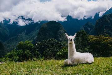 Fototapeta premium lLamas on the background of lost Machu Picchu city ruins in Peru with green hills and stone walls with soft focus.