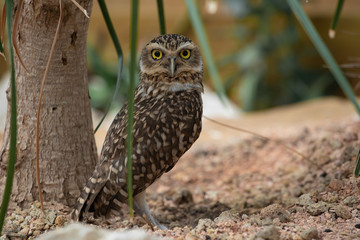 The burrowing owl (Athene cunicularia)
