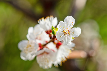 Japanese apricot flowers. Prunus mume tree in full bloom. Sunlit flowers of white color in the light of setting sun in early spring evening
