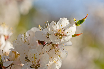 Obraz premium Japanese apricot flowers. Prunus mume tree in full bloom. Sunlit flowers of white color in the light of setting sun in early spring evening