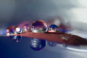 Macro, abstract composition with colorful water drops on a petal