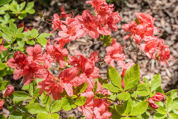 ピンクノツツジ