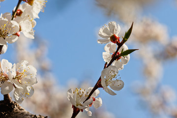 Japanese apricot flowers. Prunus mume tree in full bloom. Sunlit flowers of white color in the light of setting sun in early spring evening