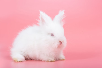 White adorable baby rabbit on pink background. Cute baby rabbit.