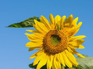 Naklejka premium Sonnenblume, Helianthus annuus, vor blauem Himmel