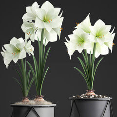 Hippeastrum in a flower pot