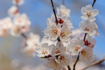 Japanese apricot flowers. Prunus mume tree in full bloom. Sunlit flowers of white color in the light of setting sun in early spring evening