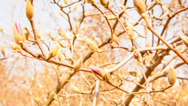 Buds, flowers, flowering tree, spring, floral background, screen saver, vacation, season, morning, sunny day, garden, paradise, nature, meditation, soul, world of flowers, magnolia, blooming magnolia