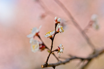 Japanese apricot flowers. Prunus mume tree in full bloom. Sunlit flowers of white color in the light of setting sun in early spring evening