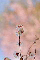 Japanese apricot flowers. Prunus mume tree in full bloom. Sunlit flowers of white color in the light of setting sun in early spring evening
