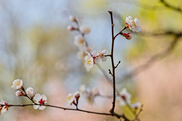 Japanese apricot flowers. Prunus mume tree in full bloom. Sunlit flowers of white color in the light of setting sun in early spring evening