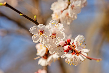 Japanese apricot flowers. Prunus mume tree in full bloom. Sunlit flowers of white color in the light of setting sun in early spring evening