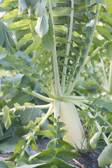 【野菜】　大根