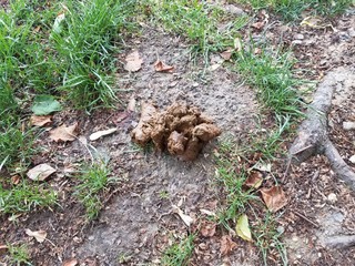 brown animal feces or dung or poop and dirt