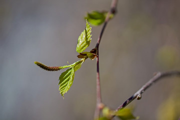 birch ament in spring
