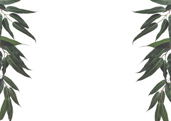Pink gum tree eucalyptus leaves pattern texture for background design Australian plants © QuickStartProjects
