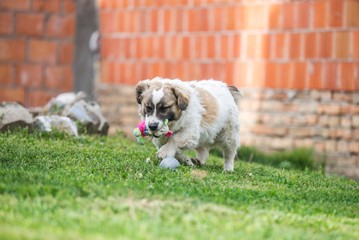 dog walking on green grass with toy in his mouth.