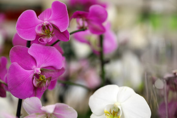 Obraz na płótnie Canvas Beautiful blooming tropical orchid flowers on blurred background, closeup. Space for text