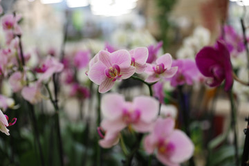Fototapeta na wymiar Beautiful blooming tropical orchid in store, closeup