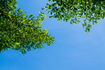 green leaves and branches with blue sky background for abstract texture environment nature love earth concept for design