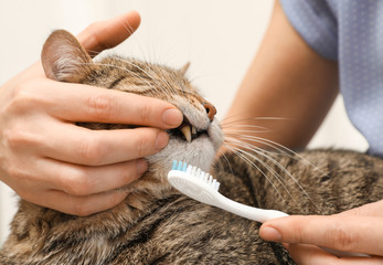 Woman cleaning cat's teeth with toothbrush, closeup