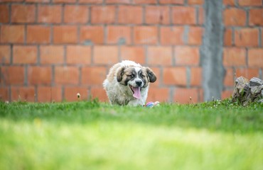 Fototapeta premium running dog in grass