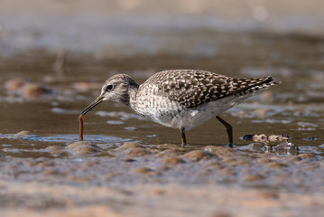 The wood sandpiper (Tringa glareola)