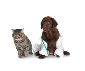 Obraz premium Cute dog in uniform with stethoscope as veterinarian and cat on white background