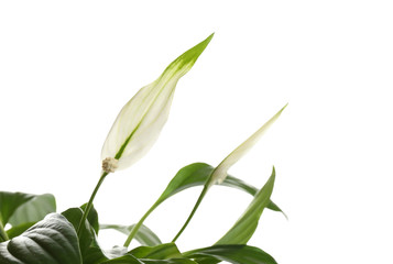 Obraz premium Flower and leaves of peace lily isolated on white