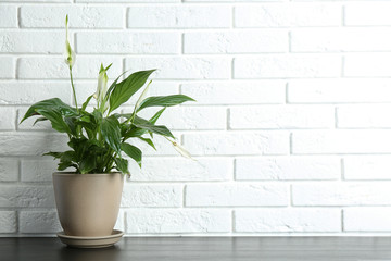 Pot with peace lily on table against brick wall. Space for text
