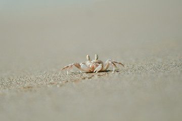 Crab posing on the beach in Goa